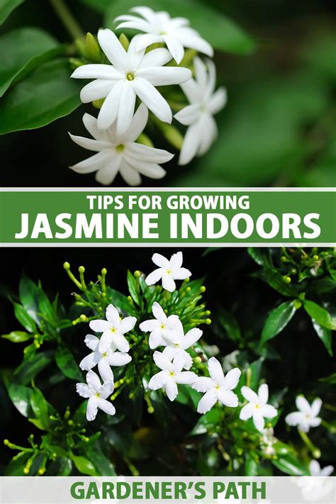 jasmineie|How to Plant and Grow Jasmine .